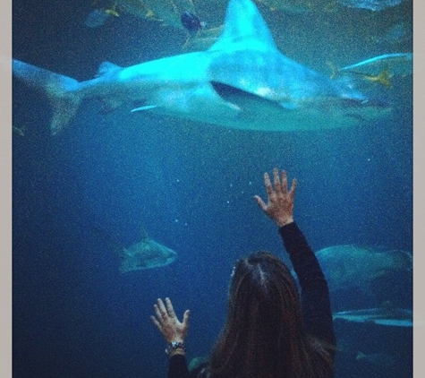 Shedd Aquarium - Chicago, IL