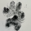 Comfort of Home Veterinary Services gallery