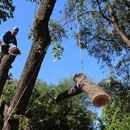 Texas Tree Surgeons - Arborists