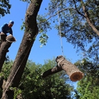 Texas Tree Surgeons