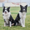 Animal Care Center gallery