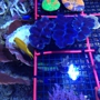 Creation Reef Aquatics