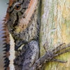 Raccoon Rescue & Wildlife Buddies gallery