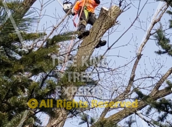 Tree King Tree Experts - Saint Paul, MN