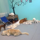 Wagging Tailz Pet Spa & Lounge