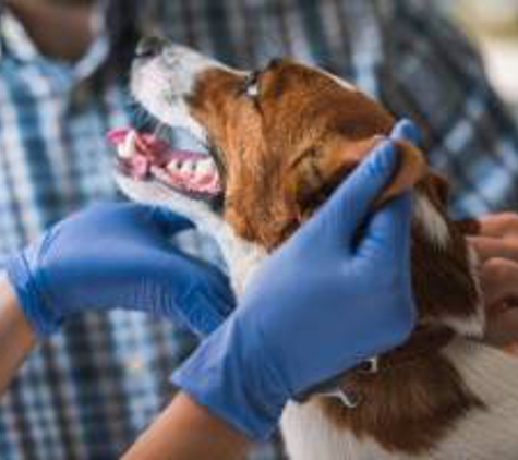 Morganna Animal Clinic & Boarding Kennel - Manassas - Manassas, VA
