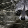 The Wildlife Guys gallery