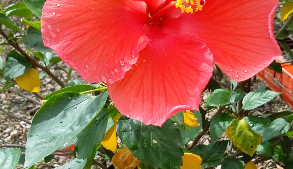 Blue Water Nursery - Kingsland, TX. Come see our flowers:)