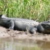 Dragon Lady Airboats gallery