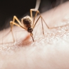 Ameritech Pest Control gallery