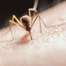 Austin & Son Termite & Pest - Pest Control Equipment & Supplies