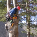 Forest Tree Service - Tree Service