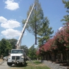 T & M Tree Service gallery