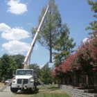 T & M Tree Service