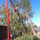 Nye's Tree Service & Stump Removal