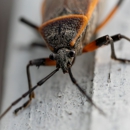 Curry's Termite & Pest Control - Pest Control Equipment & Supplies