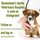 Avocado Animal Hospital