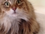 Meow-Ville Cat Grooming - Pet Services