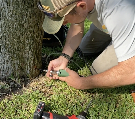 Price Right Professional Landscaping and Tree Service - Arlington, TX. Tree Injections