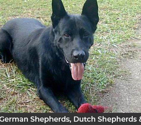 VomSirius Working Dogs - Mount Tarampa, QLD. Working German Shepherds, Dutch Shepherds & Malinois