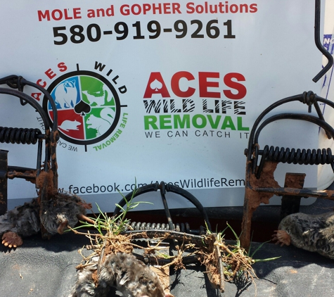 Ace's Wildlife Removal - Elgin, OK