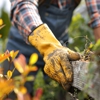 Arborist Now gallery