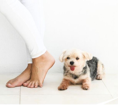 Barefoot Mama Dog Natural Wellness Coaching - Miami, FL