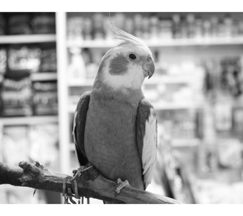 Ulverstone Veterinary Clinic - Ulverstone, TAS