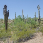 Discover Marana Visitor CTR