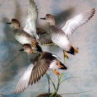 Whistling Wings Avian Taxidermy
