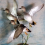 Whistling Wings Avian Taxidermy