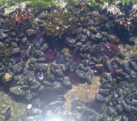 MacKerricher State Park - Fort Bragg, CA