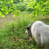 Potbelly Pig Boarding gallery