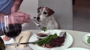 Dale's pet sitting - Pet Specialty Services