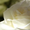 Wilson's Funeral Directors & Cemetery gallery