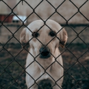 PrivacyLink - Fence Materials