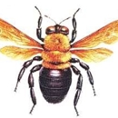 Advanced Pest Control - Bee Control & Removal Service