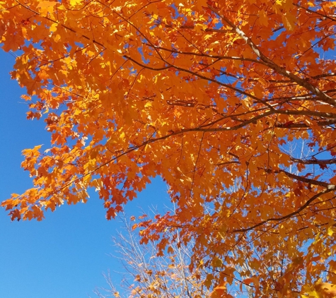 Blossom Hill Cemetery - Concord, NH