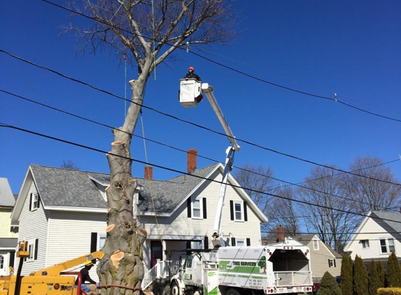 GT Optimo Construction & Tree Service - Lynn, MA