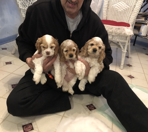 Dix Animal Hospital - Lincoln Park, MI. Bella puppies!