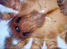 Spider F.A.Q. Answers - Brown Reclusinator - Wichita, KS