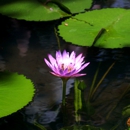 Aquarius Pets Plant Art - Pet Stores