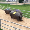 Vermont State Fair gallery