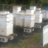 Space Coast Bee Services, Inc. gallery