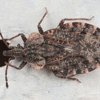 New Wave Termite & Pest Control gallery