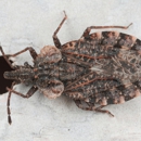 New Wave Termite & Pest Control - Pest Control Equipment & Supplies