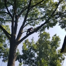 Davis Brothers Tree Care, Inc - Tree Service