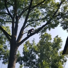 Davis Brothers Tree Care, Inc