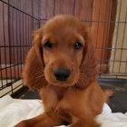 Jody Bruce Irish Setters