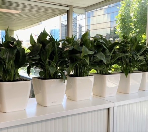 Greenfingers Indoor Plant Hire - Greenwith, SA